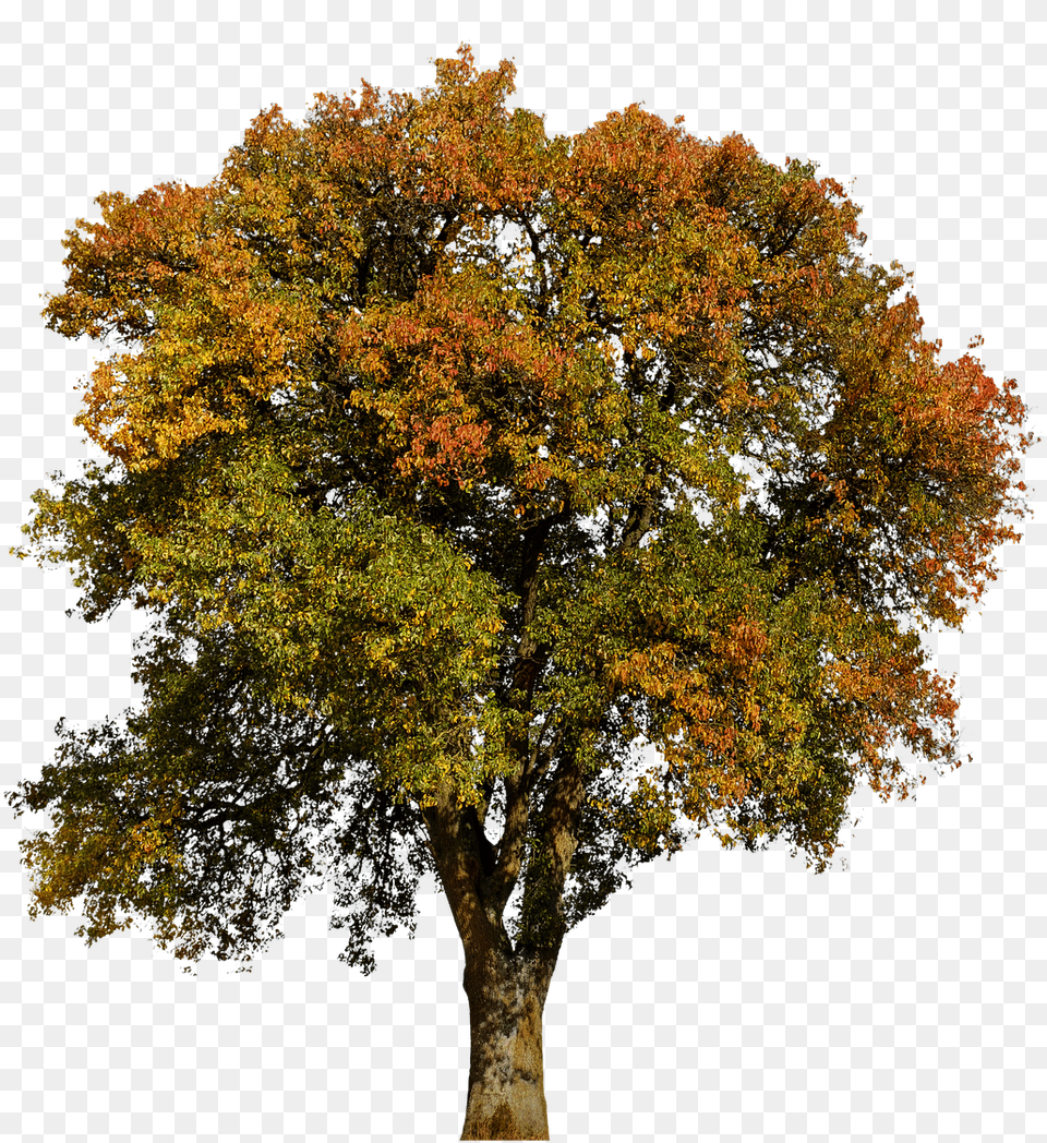 Tree Autumn Leaves Aesthetic Colorful Tribetree Aesthetic Autumn, Maple, Plant, Tree Trunk, Oak Free Transparent Png