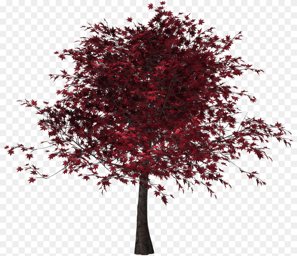 Tree Autumn Leaves Red On Pixabay Transparent Red Leaves Tree, Leaf, Maple, Plant Free Png