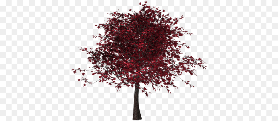 Tree Autumn Leaves Red Leaves Digital Art Isolated Tree With Red Leaves, Leaf, Maple, Plant Free Png