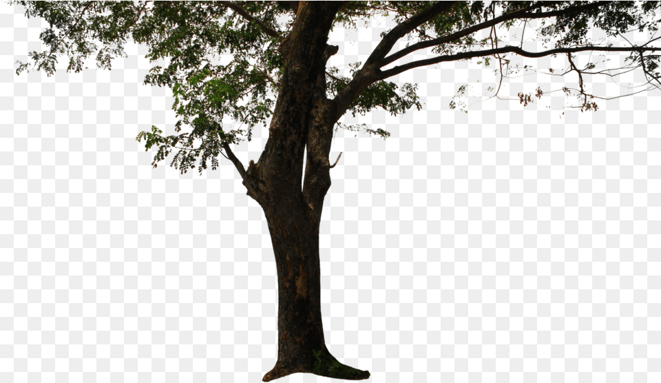 Tree Background Bjarke Ingels Albania, Plant, Tree Trunk, Oak Free Png