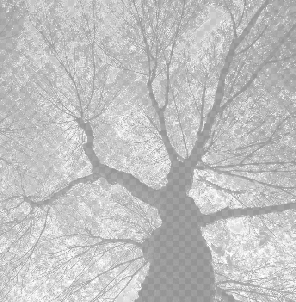 Tree Background Monochrome Png