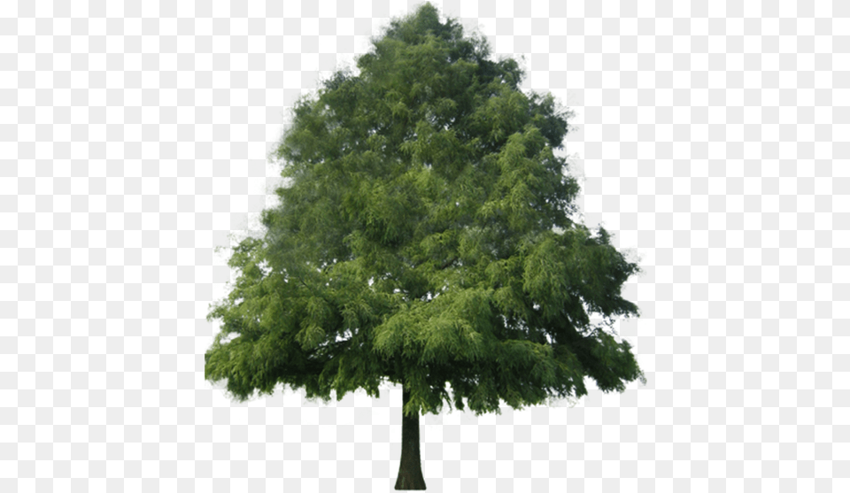 Tree Bald Cypress Tree Transparent, Oak, Plant, Sycamore, Conifer Free Png