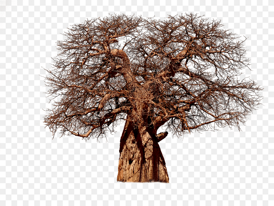 Tree Baobab Aesthetic Tribe Adansonia African, Oak, Plant, Potted Plant, Tree Trunk Png