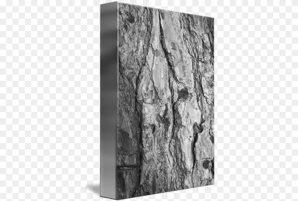 Tree Bark By Tal Paz Fridman Monochrome, Rock, Slate, Plant, Tree Trunk Png Image