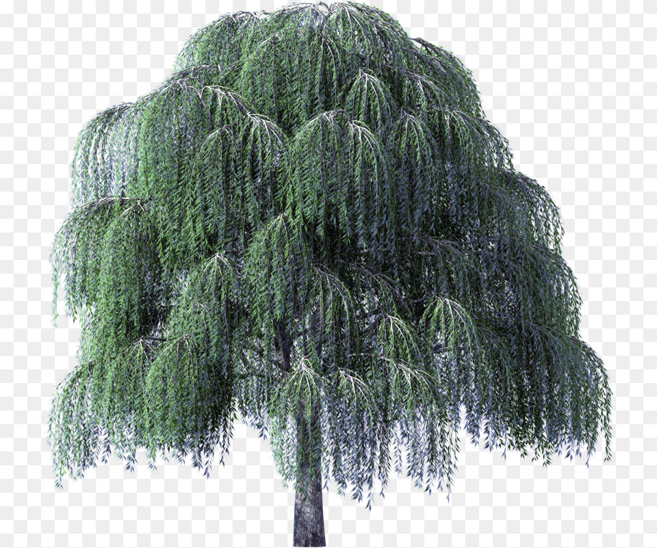 Tree Bark Photobucket Vegetation Photoshop Upload Weeping Willow Tree, Plant, Conifer Png Image