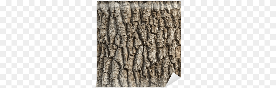 Tree Bark Picture, Plant, Tree Trunk Free Png