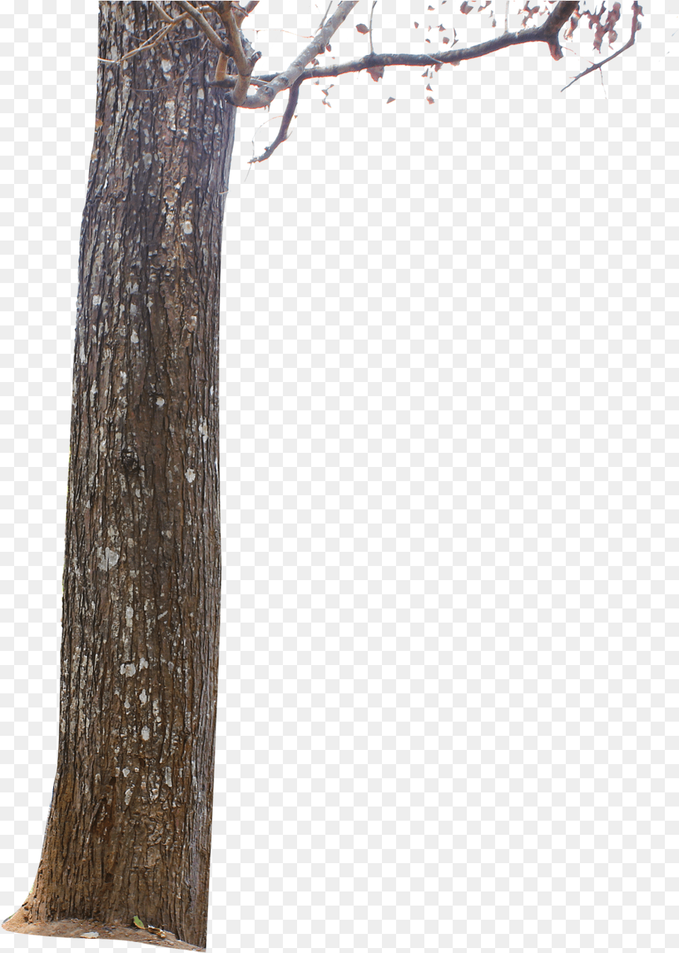 Tree Bark Picture Tree For Picsart, Plant, Tree Trunk Free Transparent Png