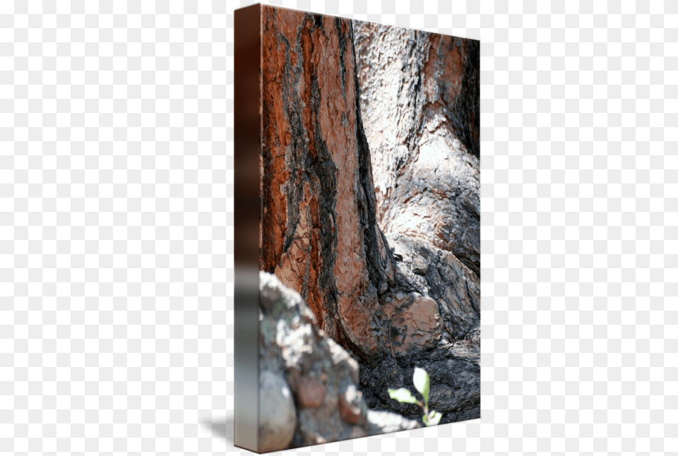 Tree Bark Picture Wood, Plant, Rock, Tree Trunk, Blackboard Free Png