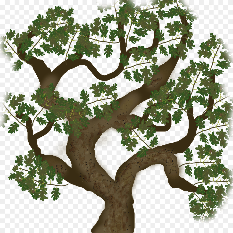 Tree Bark Texture, Plant, Vegetation, Oak, Sycamore Png