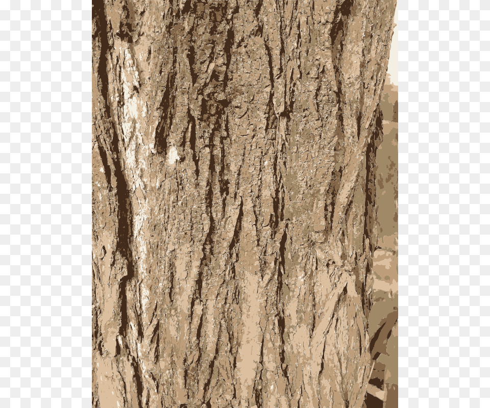 Tree Bark Texture, Plant, Tree Trunk Free Transparent Png