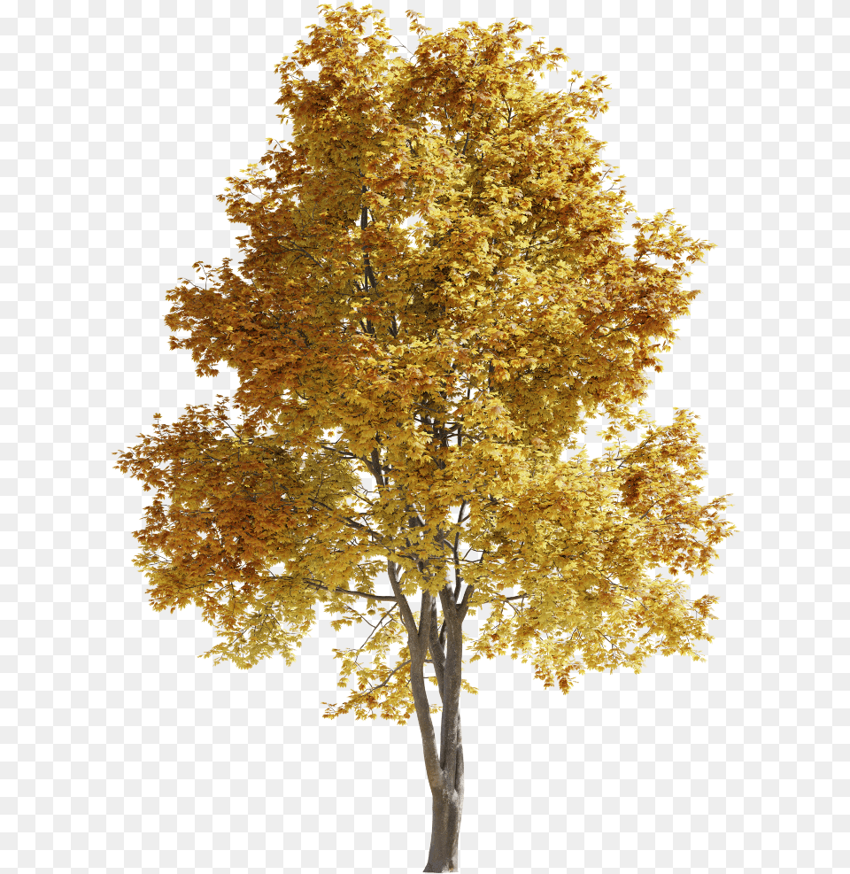 Tree Bark Texture, Maple, Plant, Leaf, Tree Trunk Png
