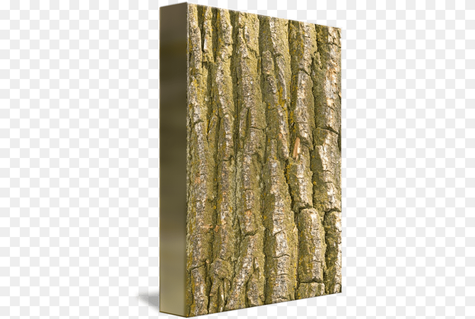 Tree Bark Texture Vertical Bark, Plant, Tree Trunk, Blackboard Png Image