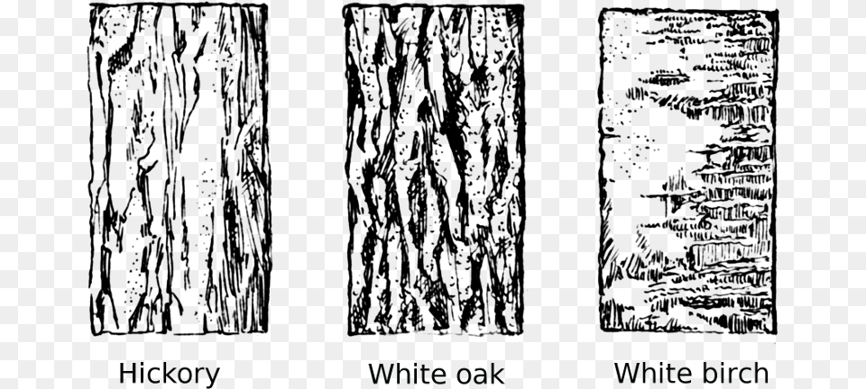 Tree Bark Tree Clipart Vector Library Tree Bark Clip Art Free Transparent Png