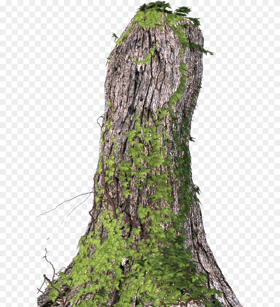 Tree Bark Tree Stump Download Original Size Northern Hardwood Forest, Moss, Plant, Tree Trunk Free Transparent Png