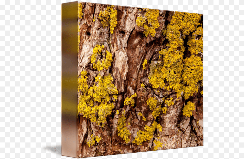 Tree Bark With Yellow Fungi Wood, Plant, Tree Trunk Free Transparent Png