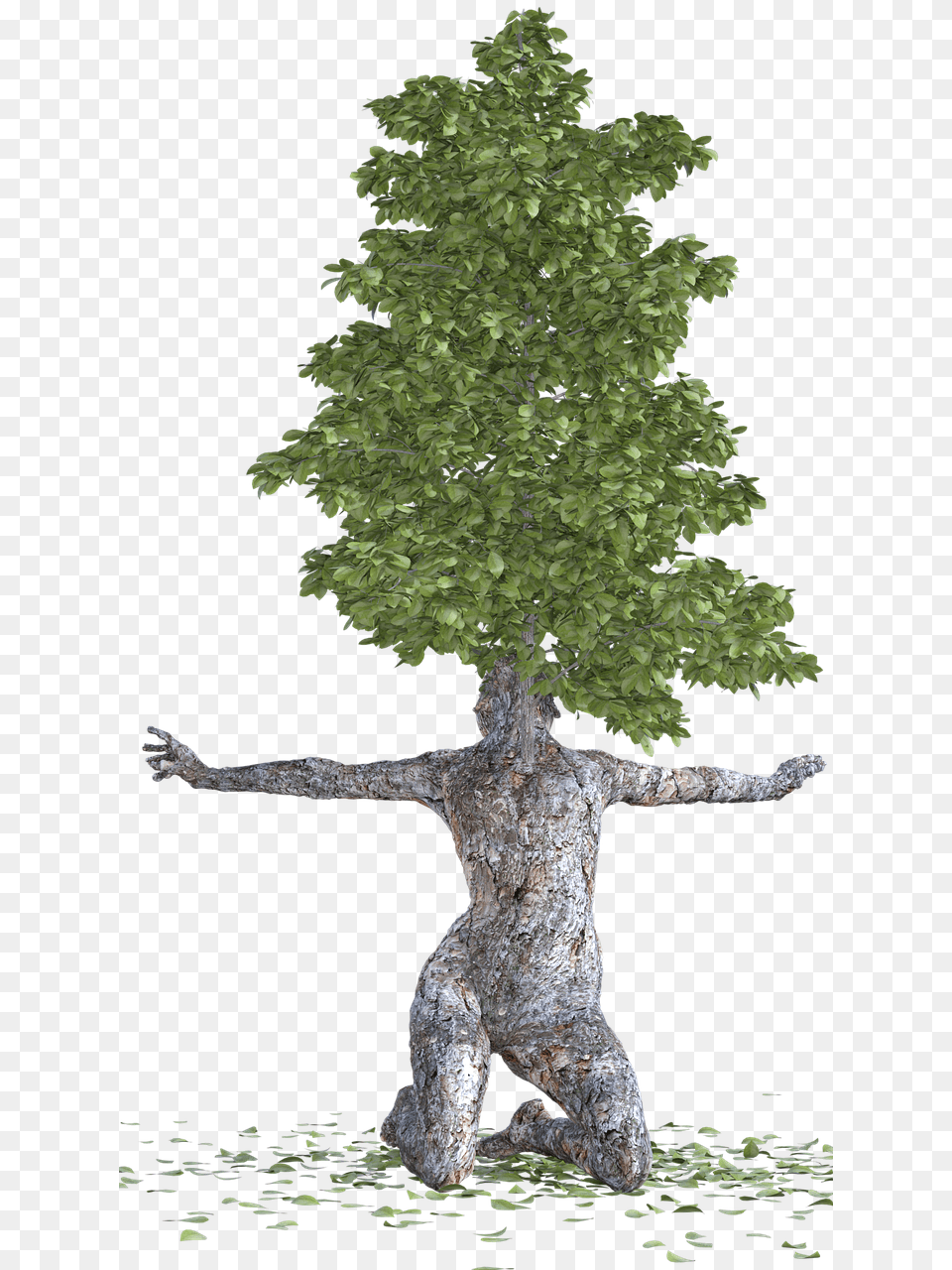 Tree Bark Woman, Conifer, Plant, Tree Trunk, Fir Png