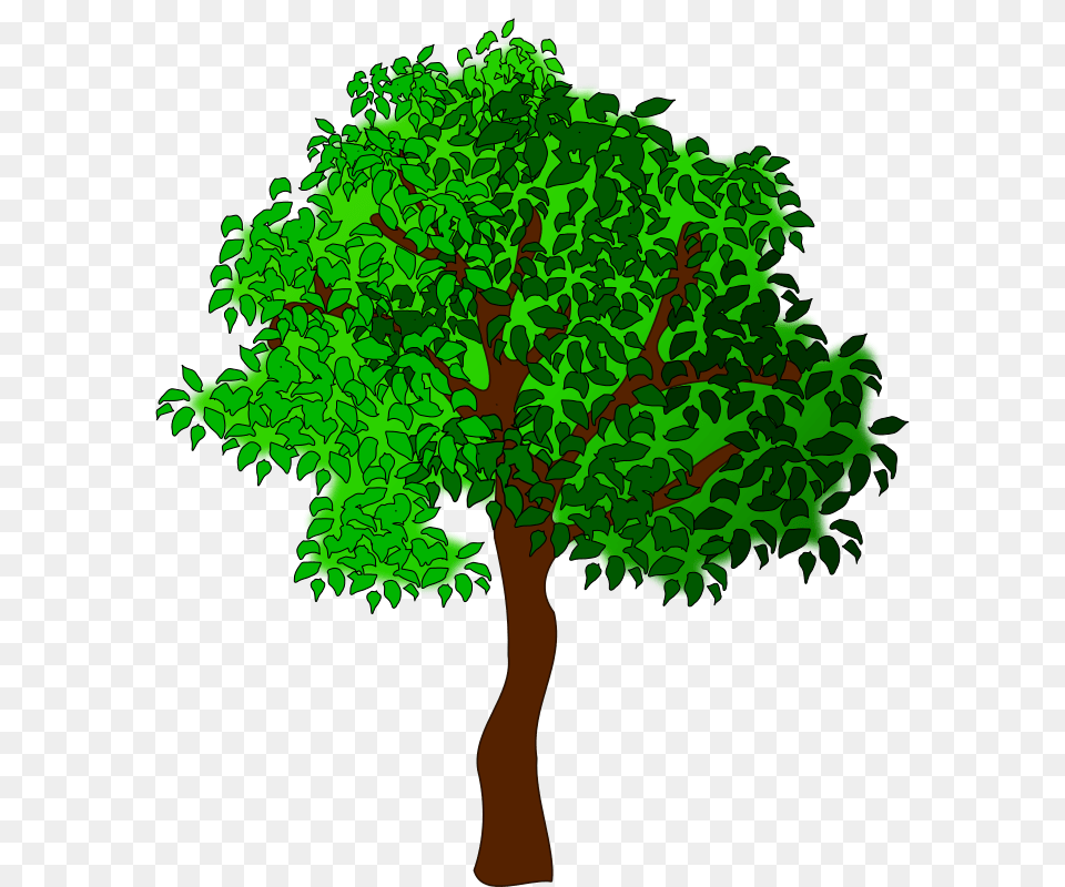 Tree Big, Oak, Plant, Sycamore, Green Png