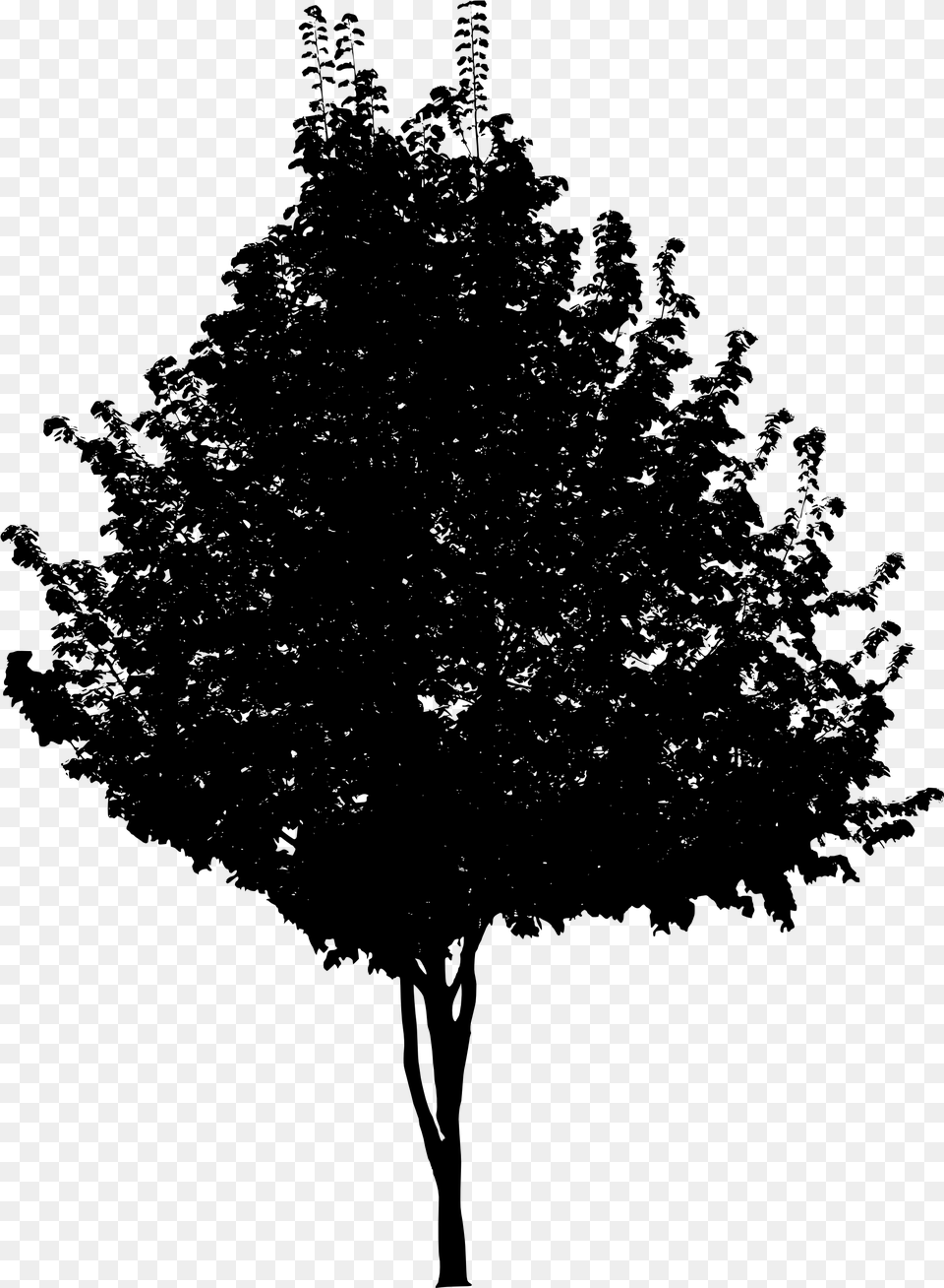 Tree Black And White, Gray Free Png Download