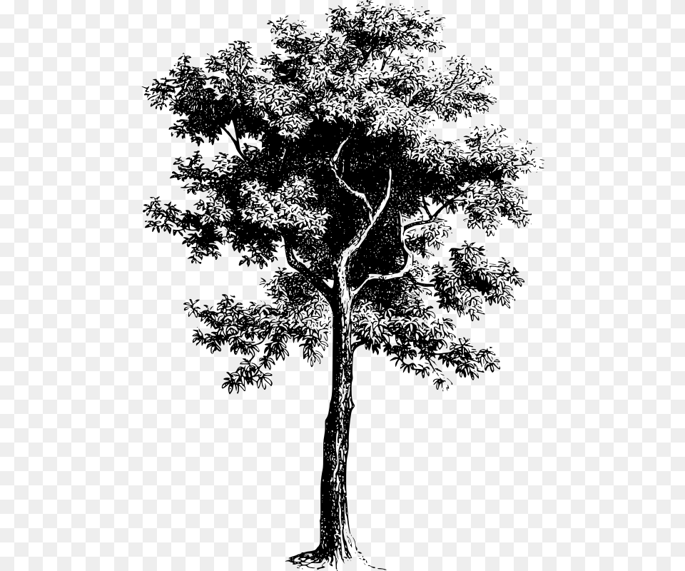 Tree Black And White, Gray Free Transparent Png