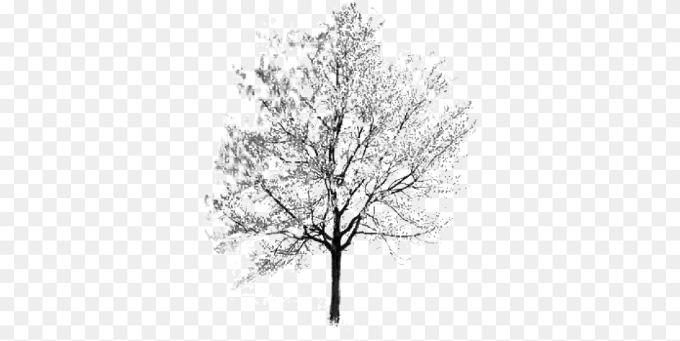 Tree Black And White Clipart Cherry Blossom Trees White, Plant, Ice, Outdoors, Nature Png