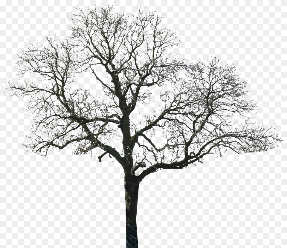 Tree Black And White Photoshop Clipart Black And White Trees For Photoshop, Ice, Nature, Outdoors, Plant Png
