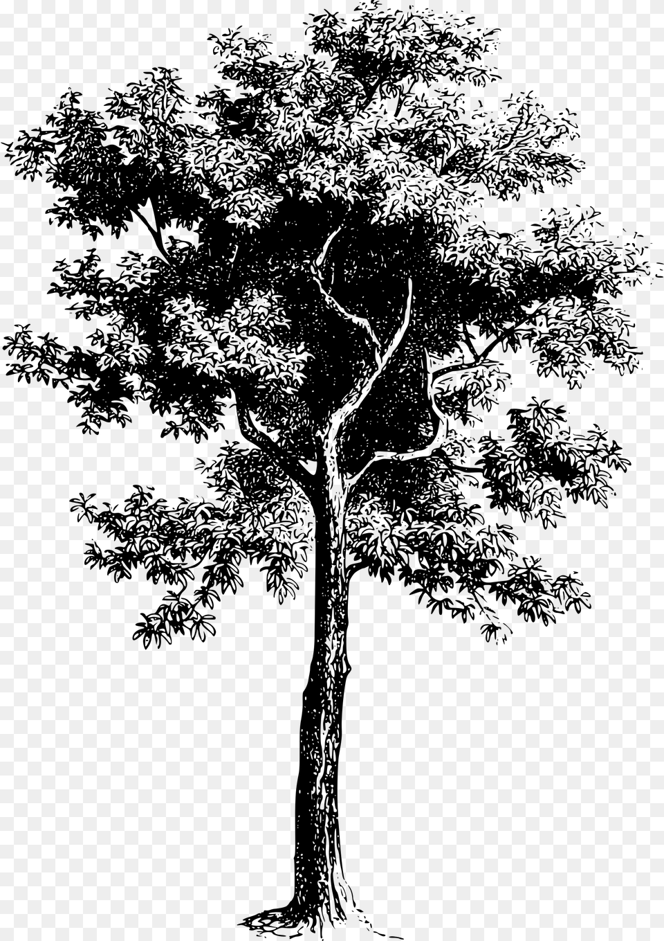 Tree Black And White Vector Tree Black And White Drawing, Gray Png