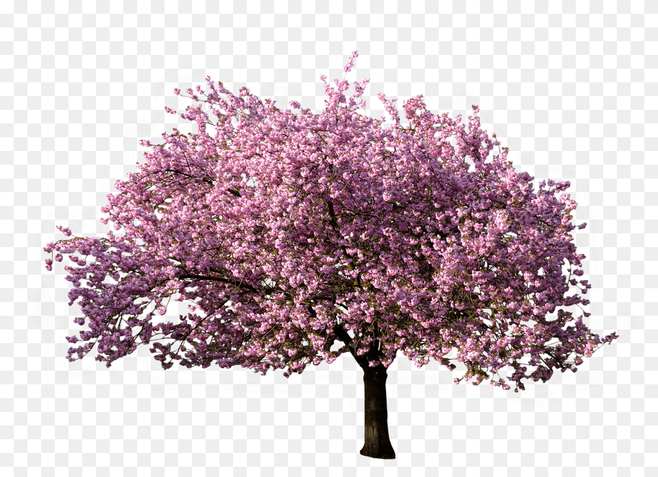 Tree Blossoming In Spring, Flower, Plant, Cherry Blossom Free Png Download