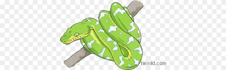 Tree Boa Snake Illustration Twinkl Burmese Python, Animal, Reptile, Green Snake Free Png Download