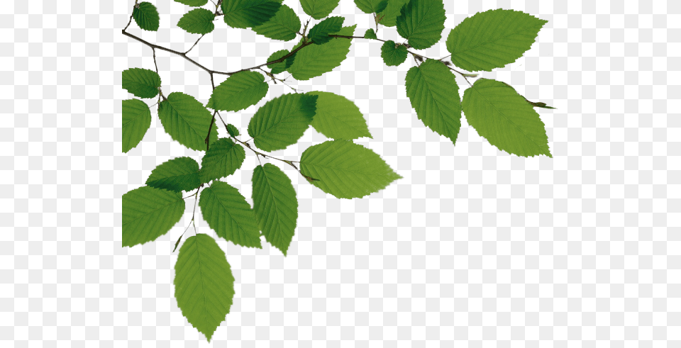 Tree Branch, Green, Leaf, Plant, Herbal Png Image