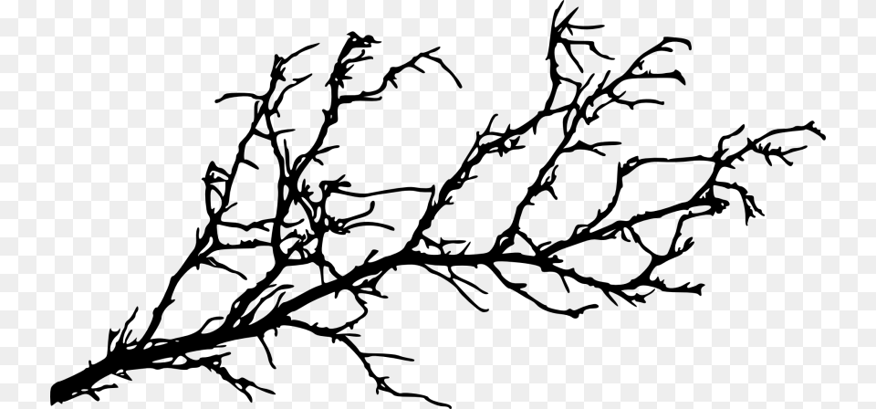 Tree Branch, Leaf, Plant, Pattern, Person Png