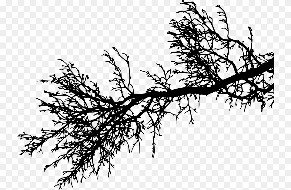 Tree Branch, Conifer, Plant, Fir, Leaf Png Image