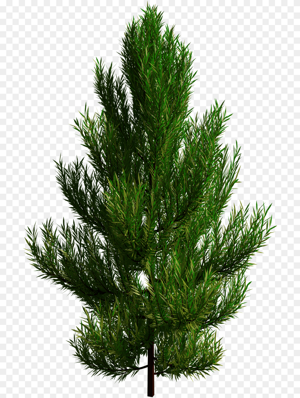 Tree Branch Baum, Conifer, Pine, Plant, Fir Png Image