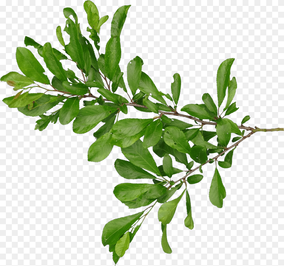 Tree Branch Branch Transparent Branch Images Branch And Leafs Free Png