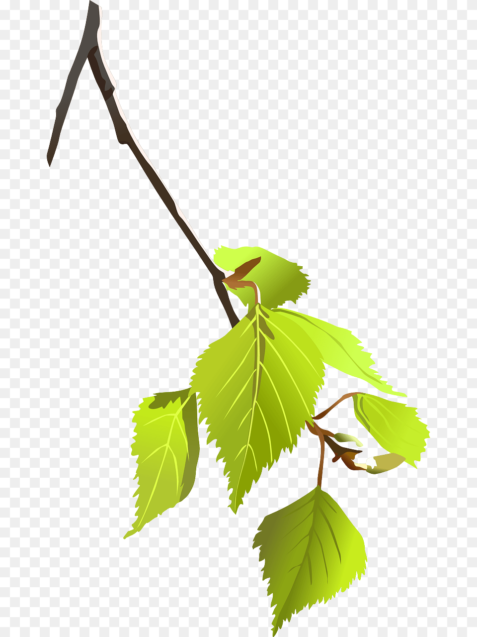 Tree Branch Clip Art Vector Clip Art Online Small Tree Branch, Leaf, Plant, Herbal, Herbs Free Transparent Png