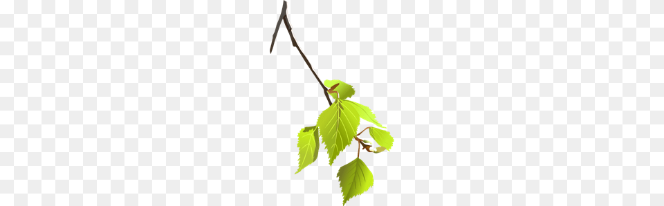 Tree Branch Clip Arts For Web, Plant, Leaf, Herbs, Herbal Free Png