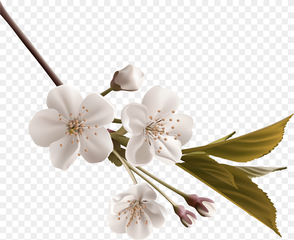 Tree Branch Clipart Cherry Blossom White Orange Blossom, Anther, Plant, Flower, Cherry Blossom Free Png Download