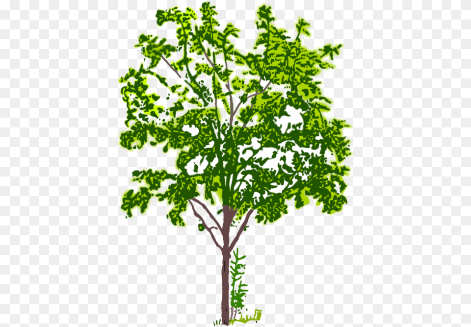Tree Branch Computer Icons Crown Plants Tree Bw, Oak, Plant, Sycamore, Green Png