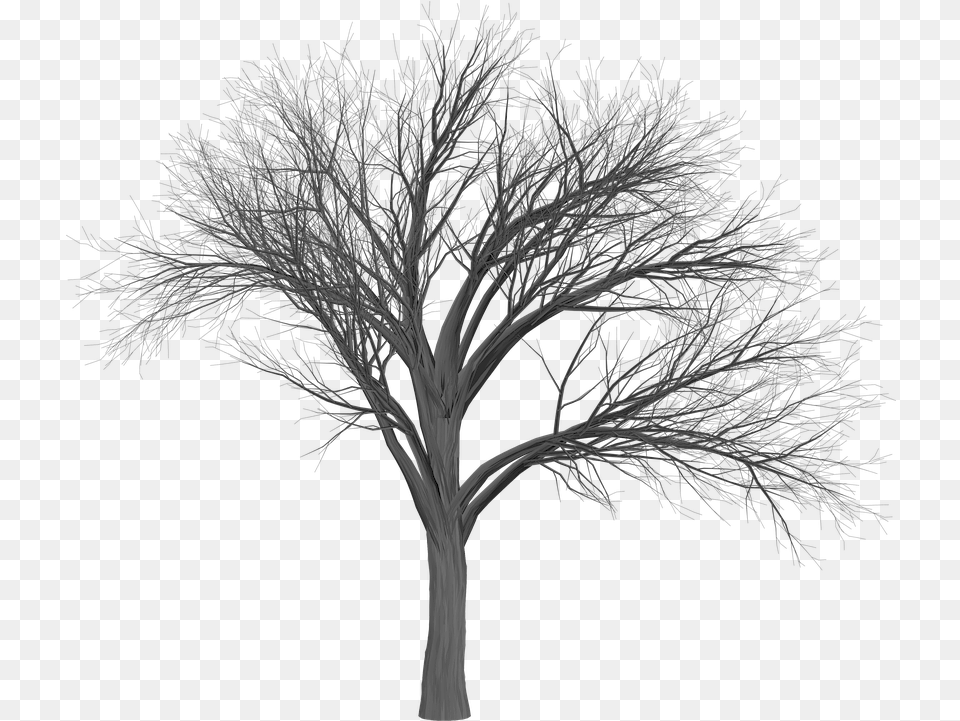 Tree Branch Empty Scary Tree, Art, Plant, Drawing, Nature Free Transparent Png