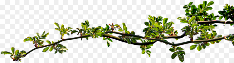 Tree Branch Graphics, Bud, Flower, Sprout, Plant Png Image