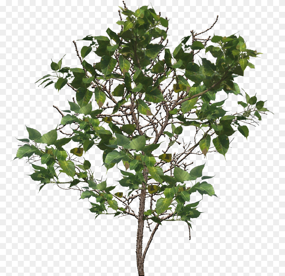 Tree Branch Image Portable Network Graphics, Leaf, Oak, Plant, Sycamore Png