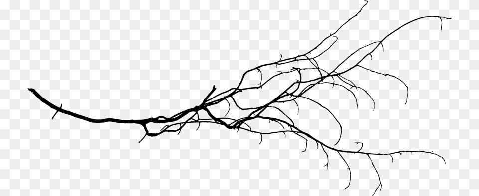 Tree Branch Images Transparent Bransh Transparent, Grass, Plant, Root, Animal Png Image