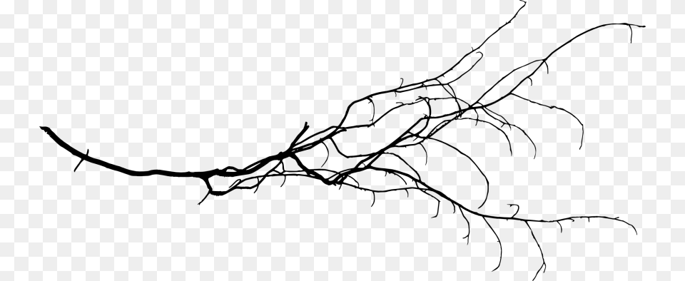 Tree Branch Images Transparent Tree Branch, Grass, Plant, Root, Animal Png Image
