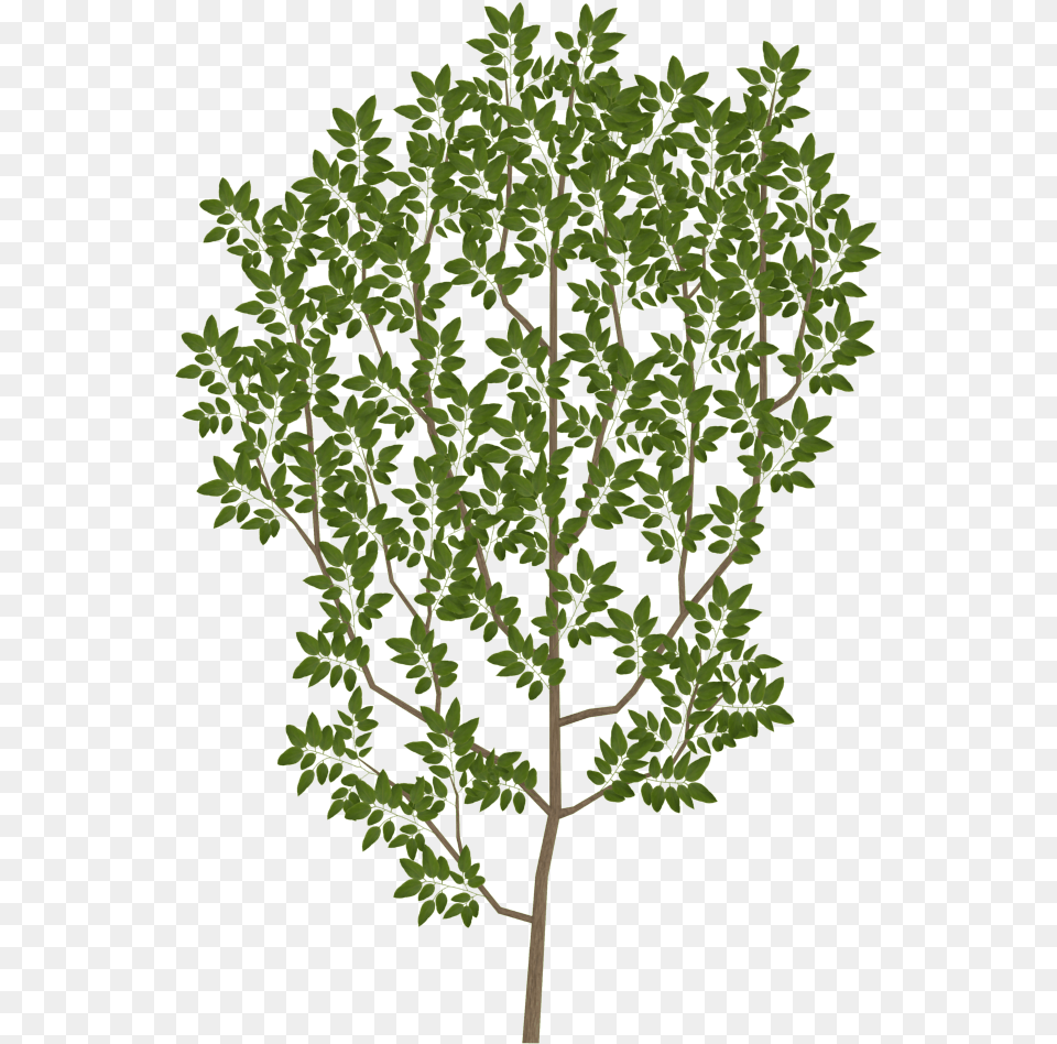 Tree Branch Leaf Texture Mapping Uv Mapping Tree Branch Texture, Oak, Plant, Sycamore, Herbal Free Png Download