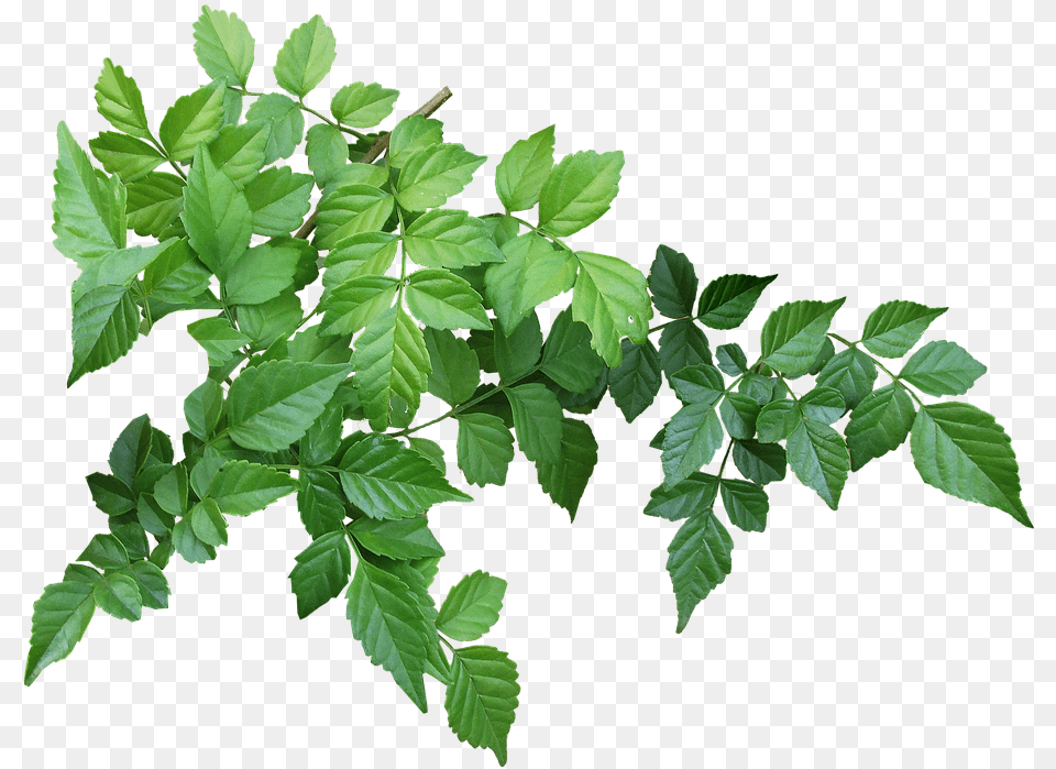 Tree Branch Leaves, Leaf, Plant, Ivy, Herbs Png Image