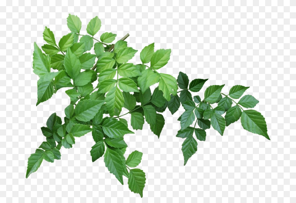 Tree Branch Leaves, Leaf, Plant, Vine, Herbs Free Png Download