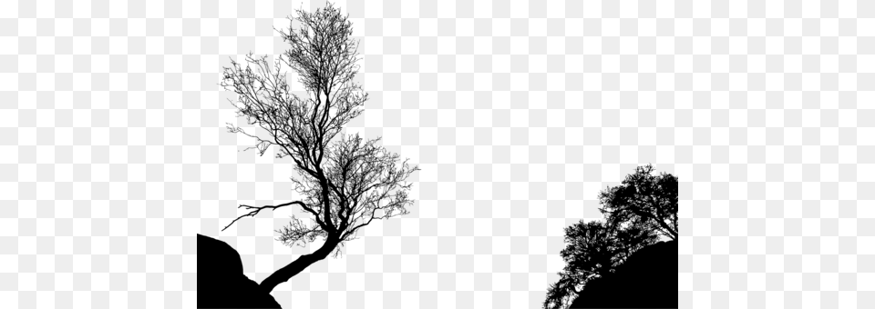 Tree Branch Silhouette Black And White Drawing Trees Silhouette, Gray Png Image