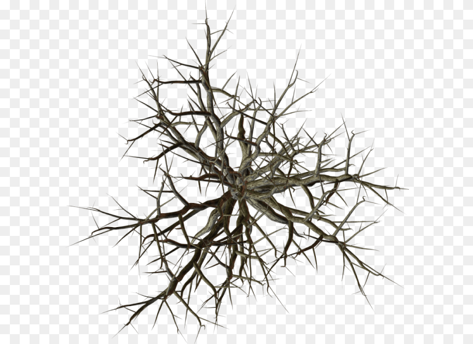 Tree Branch Top View, Wood, Plant, Outdoors, Nature Free Png