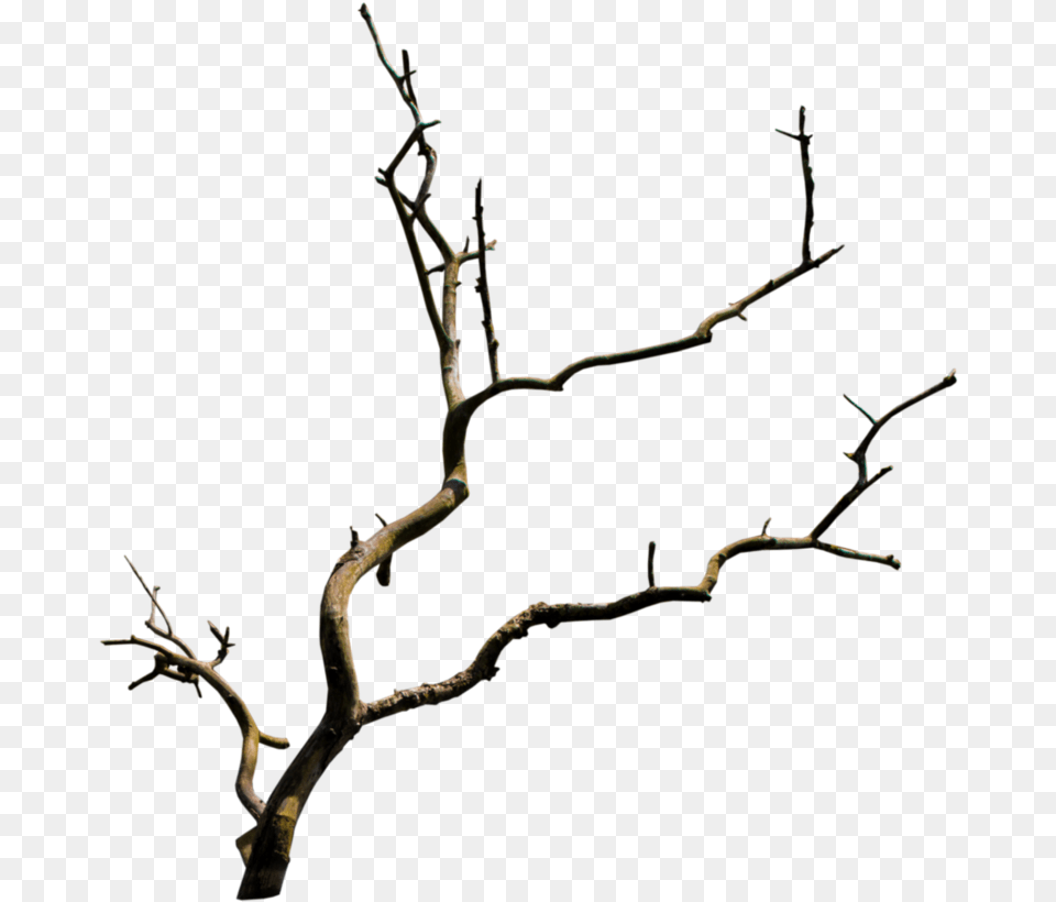 Tree Branch Transparent Background, Plant, Wood, Flower, Flower Arrangement Free Png Download