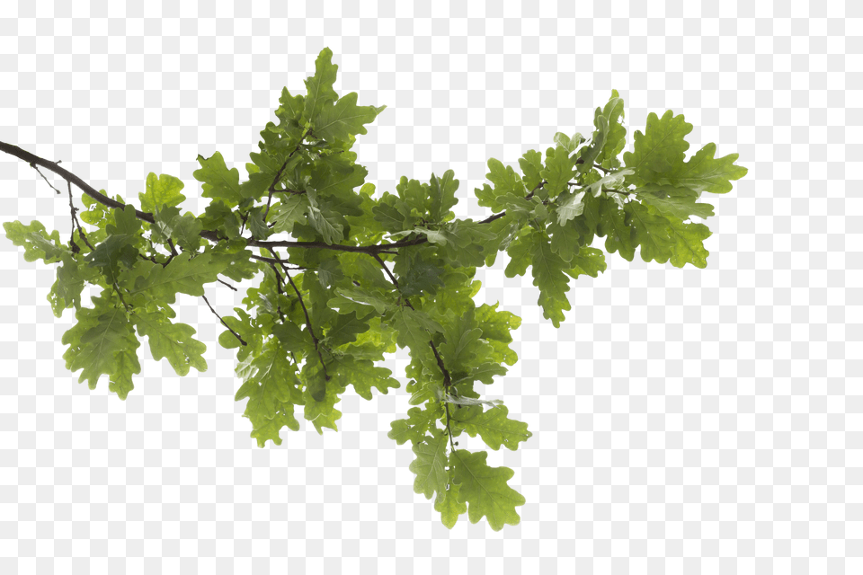 Tree Branch Transparent Image Transparent Background Tree Branch Png