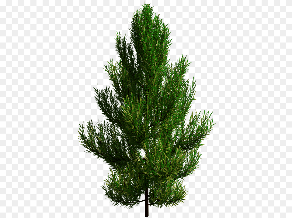 Tree Branch Transparent Nature Baum Transparent, Conifer, Pine, Plant, Fir Png Image